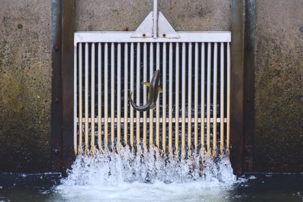 Fish at the Hatchery
